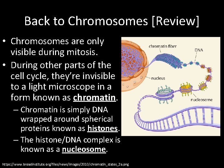 Back to Chromosomes [Review] • Chromosomes are only visible during mitosis. • During other
