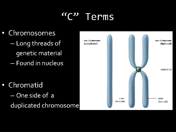 “C” Terms • Chromosomes – Long threads of genetic material – Found in nucleus