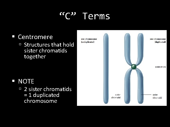“C” Terms Centromere Structures that hold sister chromatids together NOTE 2 sister chromatids =