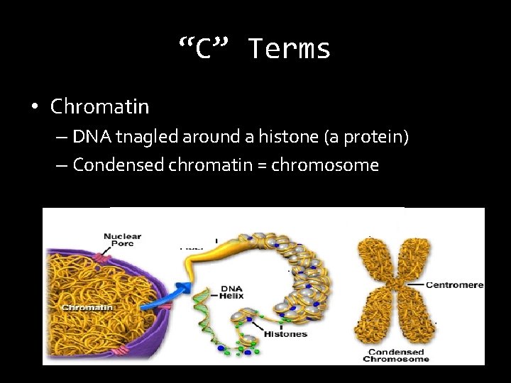 “C” Terms • Chromatin – DNA tnagled around a histone (a protein) – Condensed