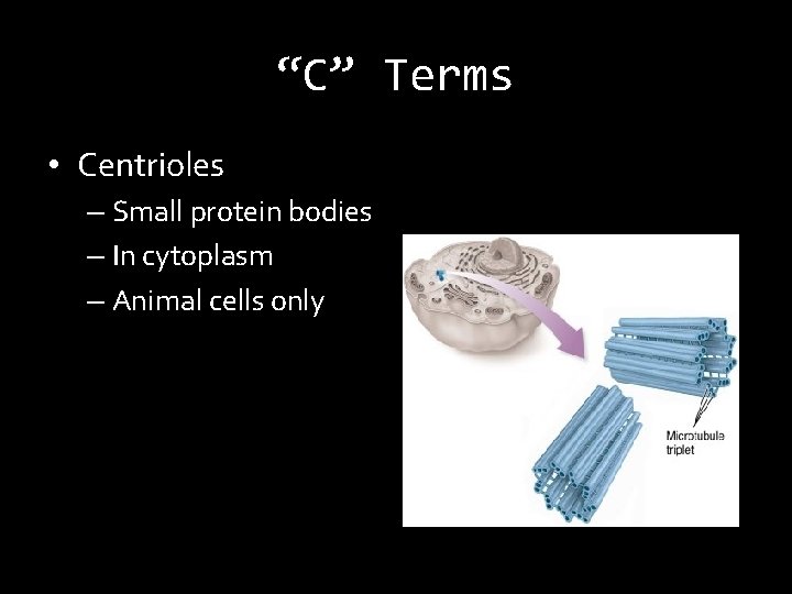 “C” Terms • Centrioles – Small protein bodies – In cytoplasm – Animal cells