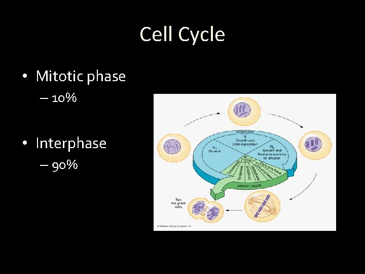 Cell Cycle • Mitotic phase – 10% • Interphase – 90% 