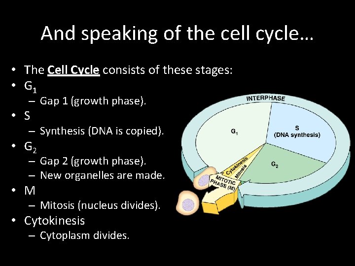 And speaking of the cell cycle… • The Cell Cycle consists of these stages: