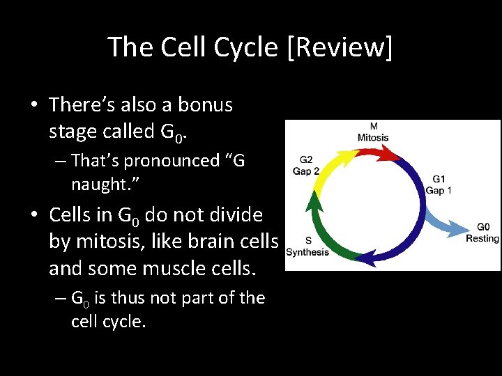 The Cell Cycle [Review] • There’s also a bonus stage called G 0. –
