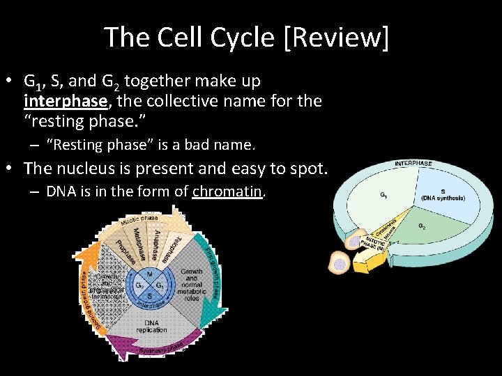 The Cell Cycle [Review] • G 1, S, and G 2 together make up