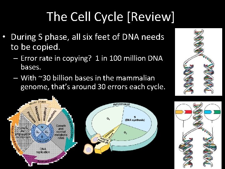 The Cell Cycle [Review] • During S phase, all six feet of DNA needs