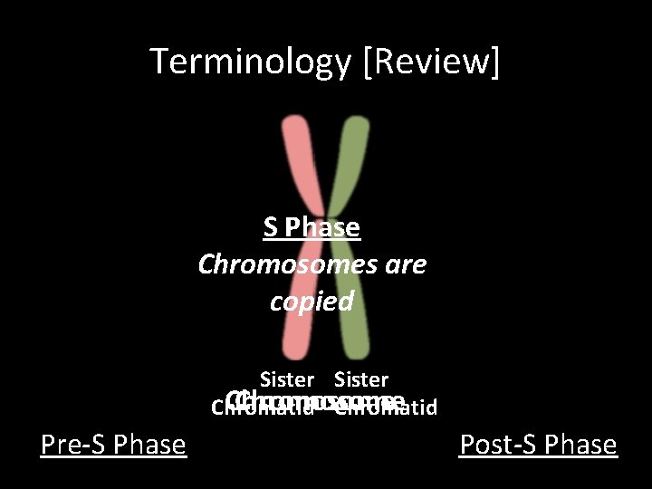 Terminology [Review] S Phase Chromosomes are copied Sister Chromosome Chromatid Pre-S Phase Post-S Phase