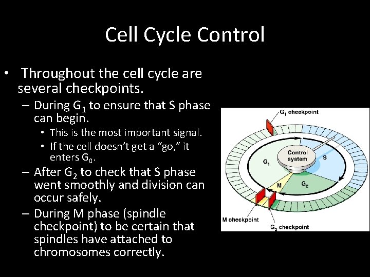 Cell Cycle Control • Throughout the cell cycle are several checkpoints. – During G