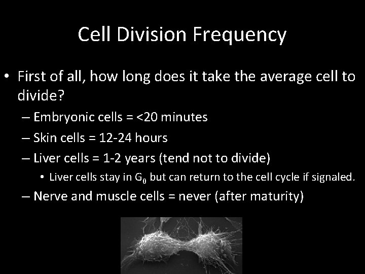 Cell Division Frequency • First of all, how long does it take the average