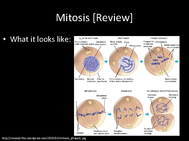 Mitosis [Review] • What it looks like: http: //royaleb. files. wordpress. com/2009/04/mitosis_phases 1. jpg