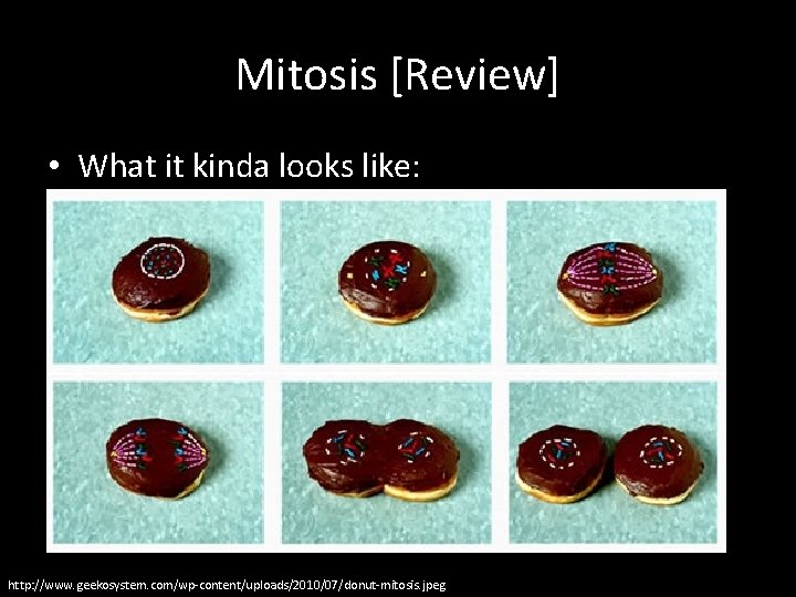 Mitosis [Review] • What it kinda looks like: http: //www. geekosystem. com/wp-content/uploads/2010/07/donut-mitosis. jpeg 