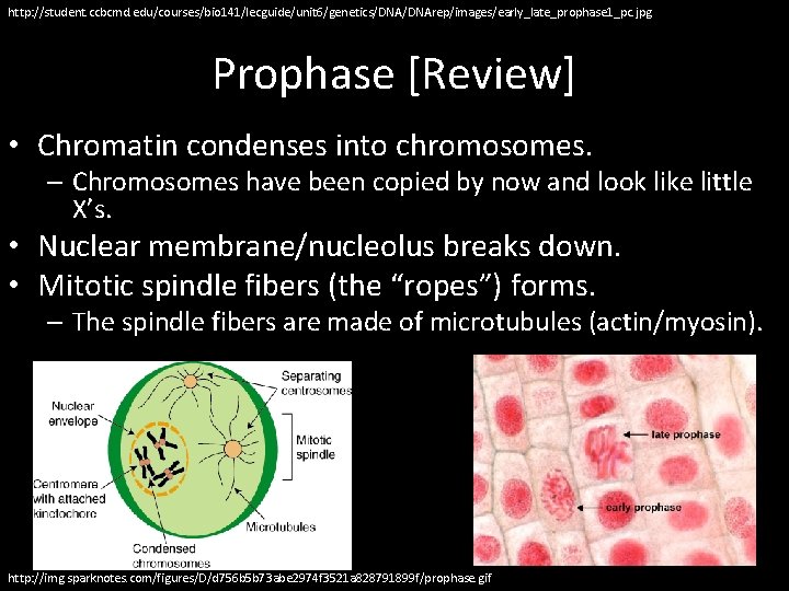 http: //student. ccbcmd. edu/courses/bio 141/lecguide/unit 6/genetics/DNArep/images/early_late_prophase 1_pc. jpg Prophase [Review] • Chromatin condenses into