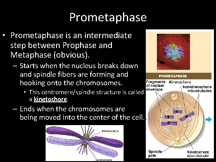 Prometaphase • Prometaphase is an intermediate step between Prophase and Metaphase (obvious). – Starts