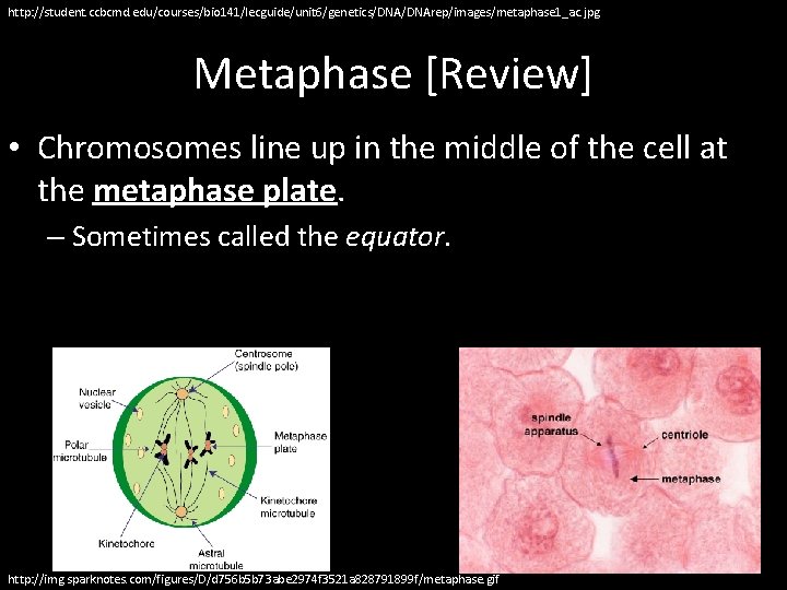 http: //student. ccbcmd. edu/courses/bio 141/lecguide/unit 6/genetics/DNArep/images/metaphase 1_ac. jpg Metaphase [Review] • Chromosomes line up