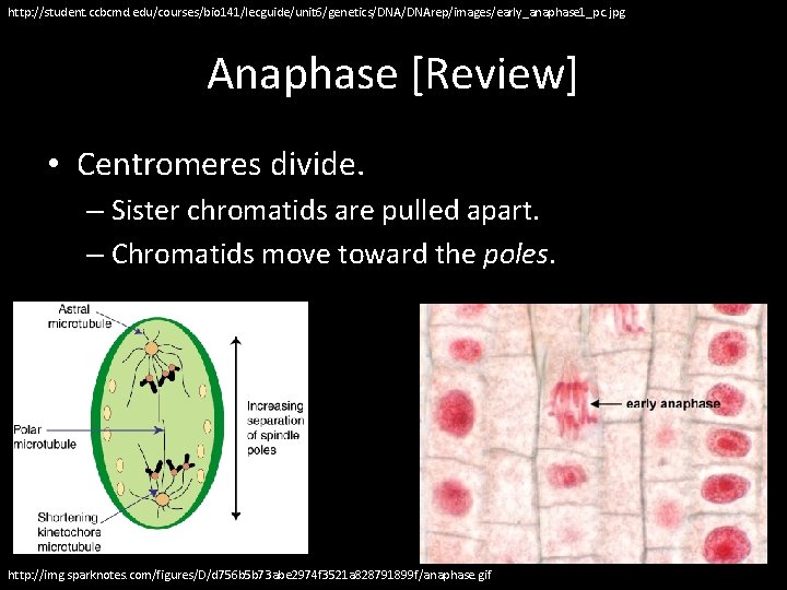 http: //student. ccbcmd. edu/courses/bio 141/lecguide/unit 6/genetics/DNArep/images/early_anaphase 1_pc. jpg Anaphase [Review] • Centromeres divide. –