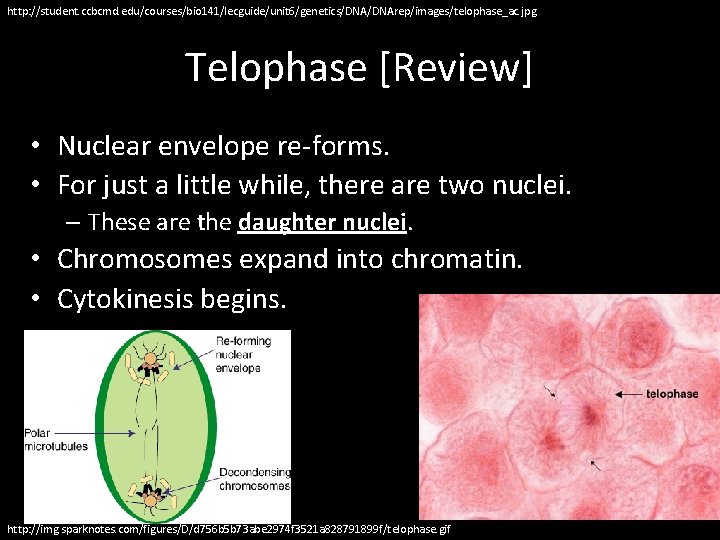 http: //student. ccbcmd. edu/courses/bio 141/lecguide/unit 6/genetics/DNArep/images/telophase_ac. jpg Telophase [Review] • Nuclear envelope re-forms. •