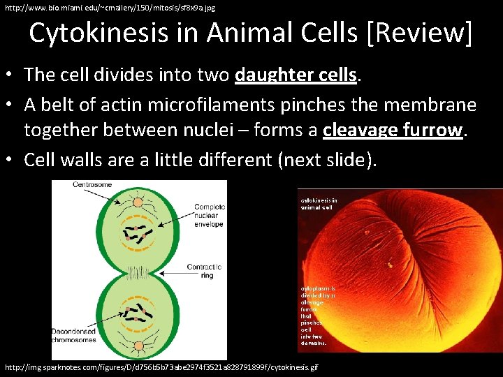 http: //www. bio. miami. edu/~cmallery/150/mitosis/sf 8 x 9 a. jpg Cytokinesis in Animal Cells