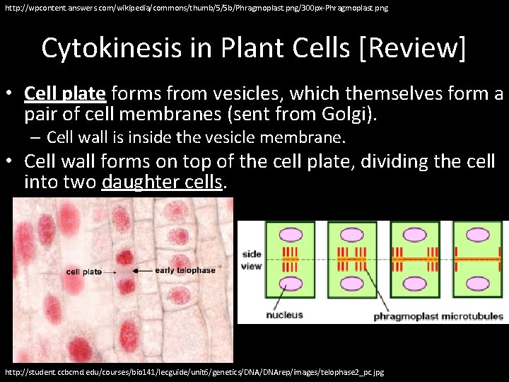 http: //wpcontent. answers. com/wikipedia/commons/thumb/5/5 b/Phragmoplast. png/300 px-Phragmoplast. png Cytokinesis in Plant Cells [Review] •