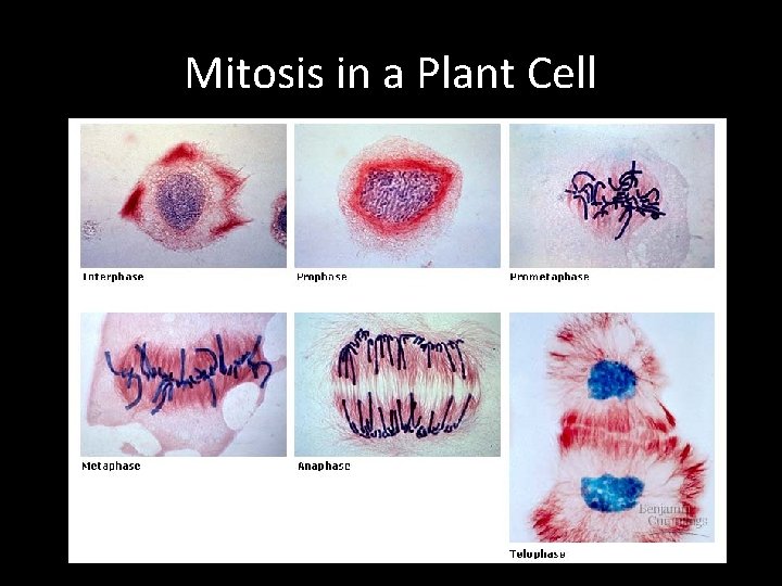 Mitosis in a Plant Cell 