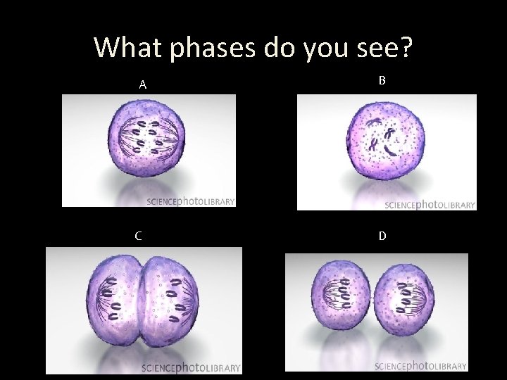 What phases do you see? A C B D 