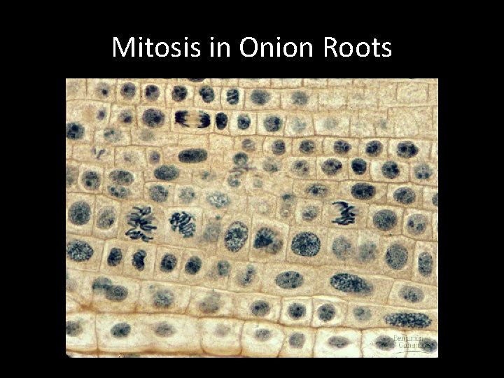 Mitosis in Onion Roots 