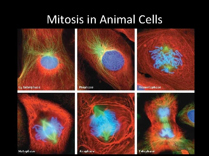 Mitosis in Animal Cells 