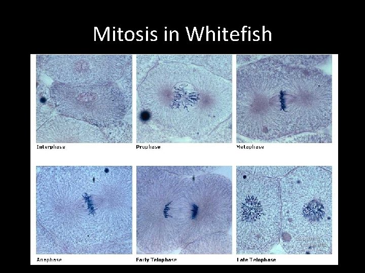 Mitosis in Whitefish 