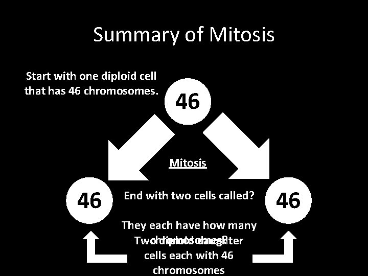 Summary of Mitosis Start with one diploid cell that has 46 chromosomes. 46 Mitosis