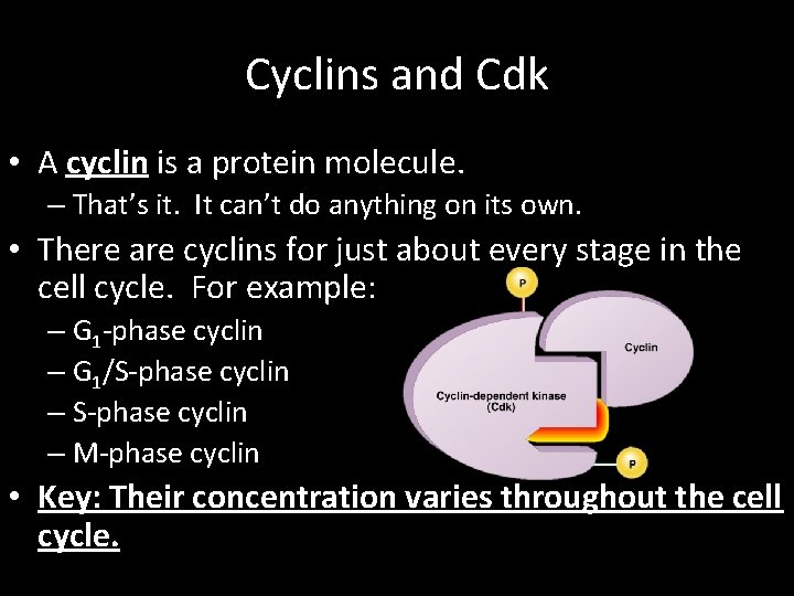 Cyclins and Cdk • A cyclin is a protein molecule. – That’s it. It
