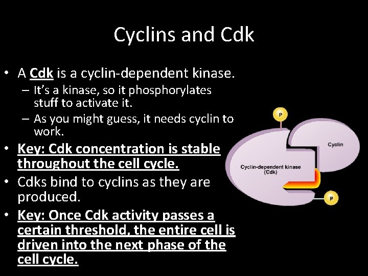 Cyclins and Cdk • A Cdk is a cyclin-dependent kinase. – It’s a kinase,