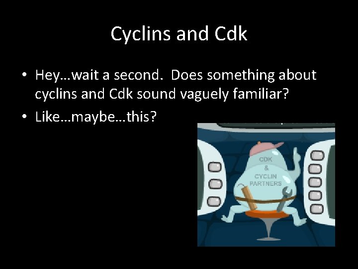 Cyclins and Cdk • Hey…wait a second. Does something about cyclins and Cdk sound
