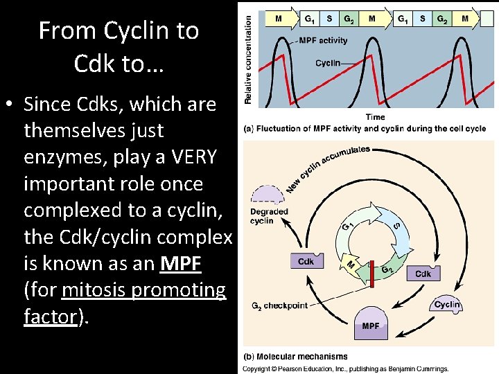 From Cyclin to Cdk to… • Since Cdks, which are themselves just enzymes, play