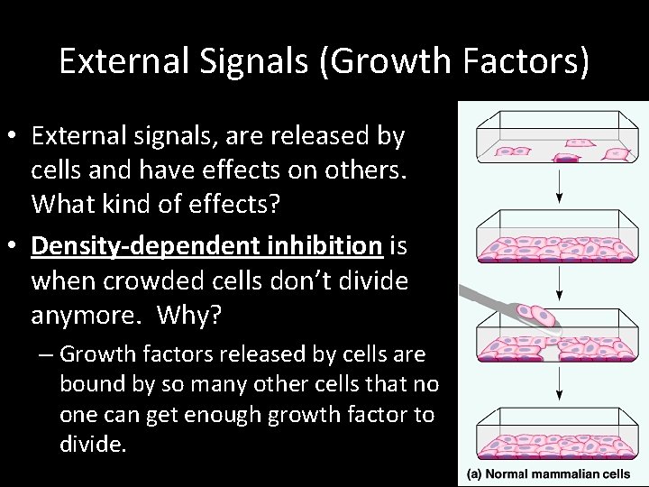 External Signals (Growth Factors) • External signals, are released by cells and have effects