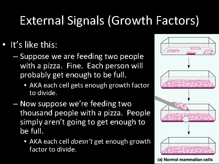External Signals (Growth Factors) • It’s like this: – Suppose we are feeding two