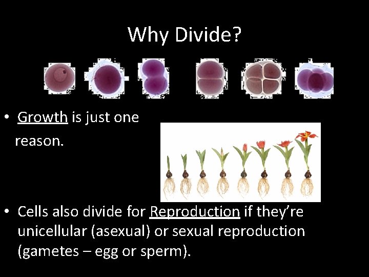 Why Divide? • Growth is just one reason. • Cells also divide for Reproduction