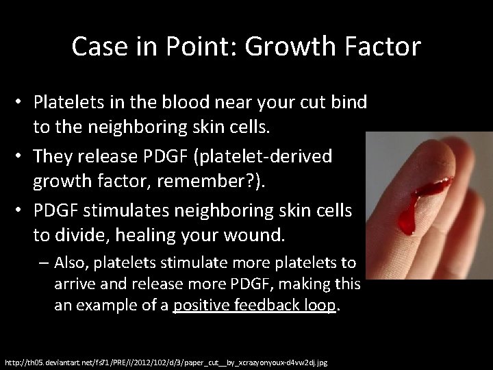 Case in Point: Growth Factor • Platelets in the blood near your cut bind
