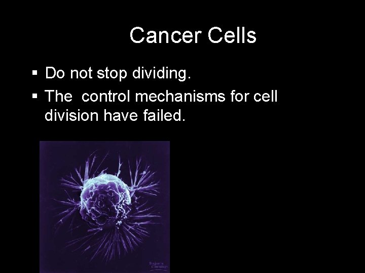 Cancer Cells Do not stop dividing. The control mechanisms for cell division have failed.