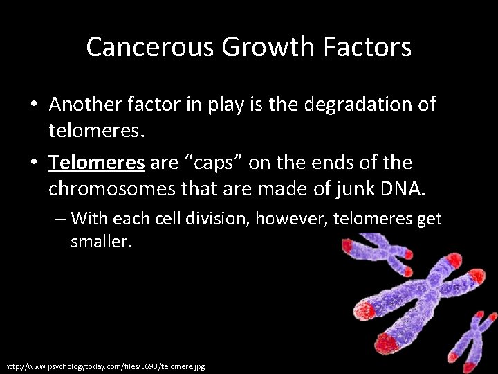 Cancerous Growth Factors • Another factor in play is the degradation of telomeres. •