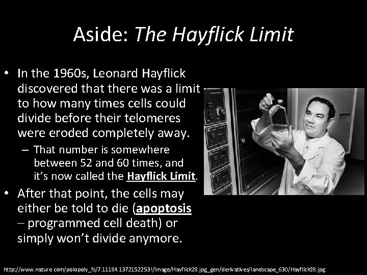 Aside: The Hayflick Limit • In the 1960 s, Leonard Hayflick discovered that there