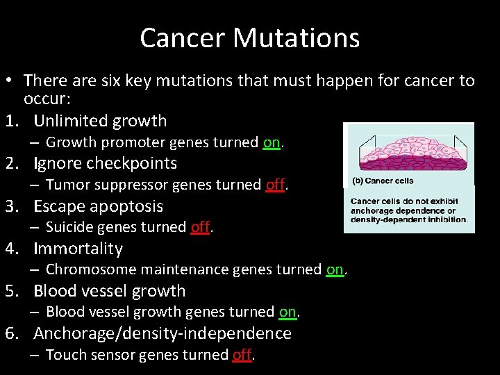 Cancer Mutations • There are six key mutations that must happen for cancer to