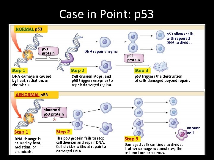 Case in Point: p 53 NORMAL p 53 allows cells with repaired DNA to