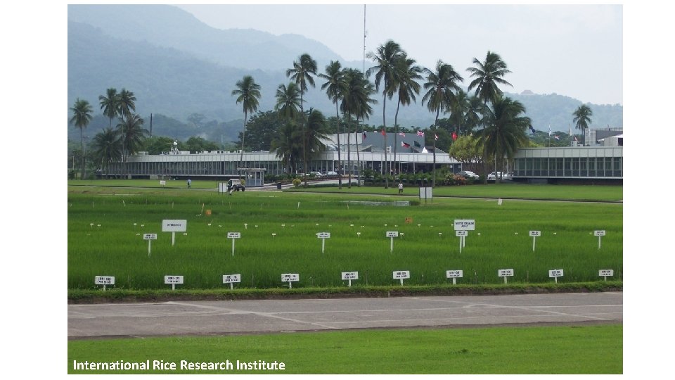 International Rice Research Institute 