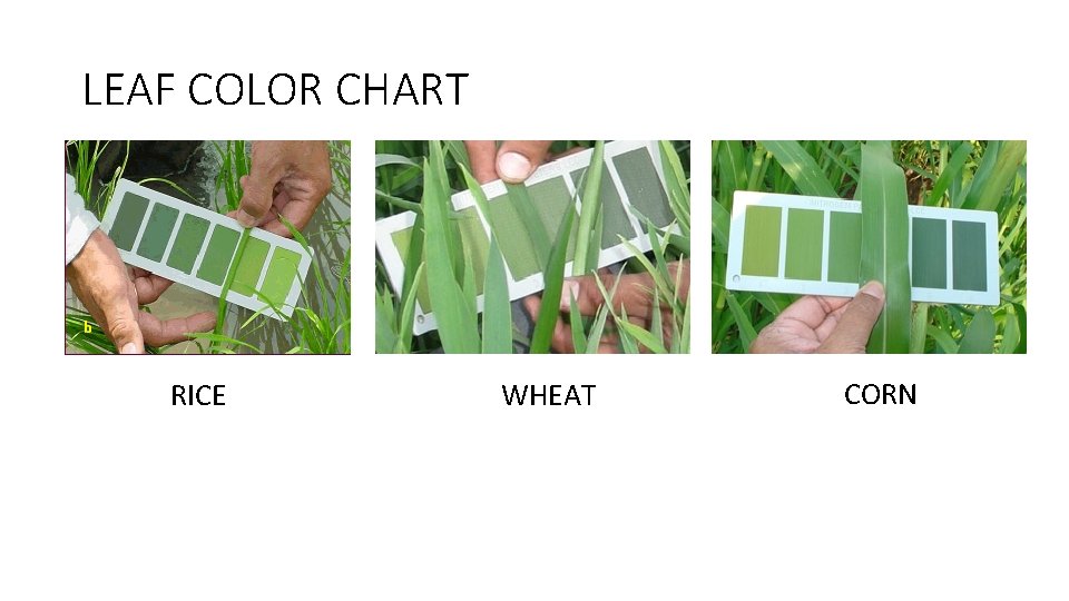 LEAF COLOR CHART RICE WHEAT CORN 