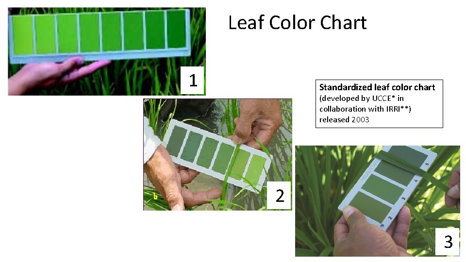 Leaf Color Chart 1 Standardized leaf color chart (developed by UCCE* in collaboration with