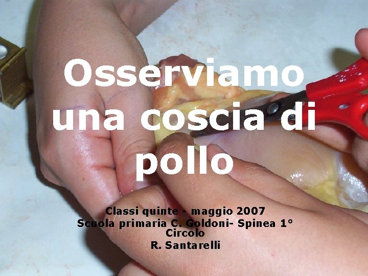 Osserviamo una coscia di pollo Classi quinte - maggio 2007 Scuola primaria C. Goldoni-