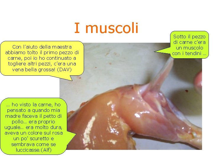 I muscoli Con l’aiuto della maestra abbiamo tolto il primo pezzo di carne, poi