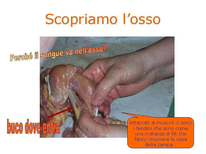 Scopriamo l’osso Attaccati ai muscoli ci sono i tendini che sono come una matassa