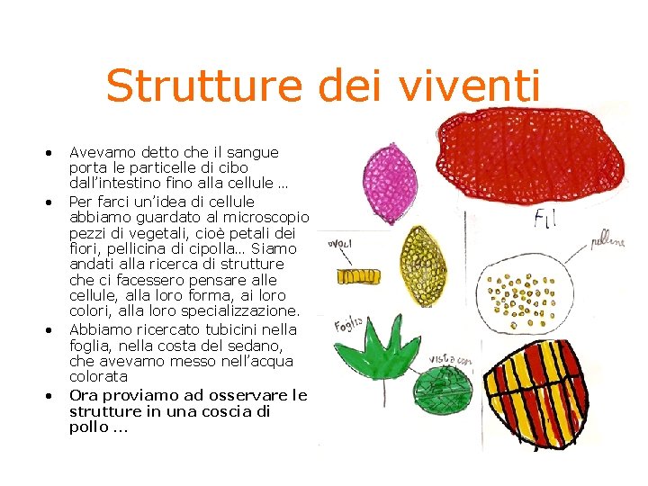 Strutture dei viventi • • Avevamo detto che il sangue porta le particelle di