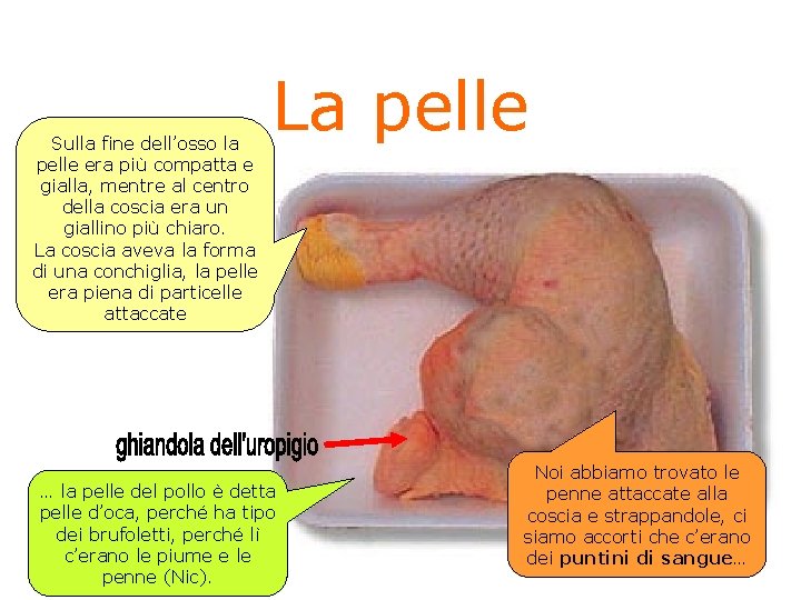 Sulla fine dell’osso la pelle era più compatta e gialla, mentre al centro della