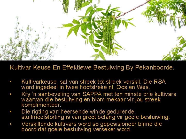 Kultivar Keuse En Effektiewe Bestuiwing By Pekanboorde. • • Kultivarkeuse sal van streek tot